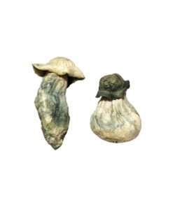 Albino Penis Neid Magic Mushrooms online kaufen