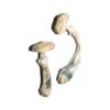 Avery’s Albino Magic Mushrooms online kaufen