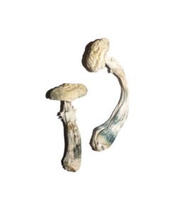 Avery’s Albino Magic Mushrooms online kaufen