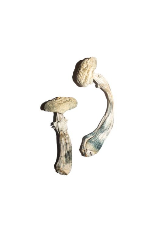 Avery’s Albino Magic Mushrooms online kaufen
