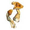 B+ Magic Mushrooms online kaufen