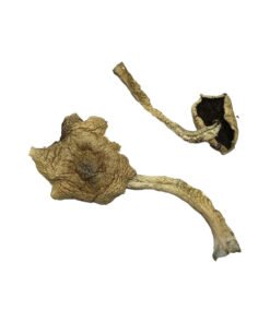 Bayou Magic Mushrooms online kaufen