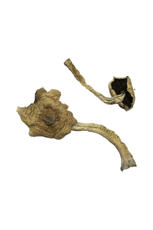 Bayou Magic Mushrooms online kaufen