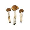 Besondere ‘Oz’ Magic Mushrooms (28 Gramm)