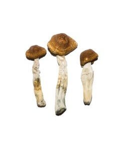 Besondere ‘Oz’ Magic Mushrooms (28 Gramm)