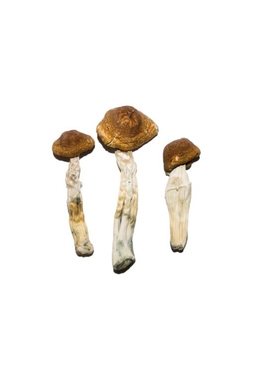 Besondere ‘Oz’ Magic Mushrooms (28 Gramm)