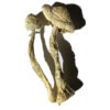 Moby Dick Magic Mushrooms online kaufen