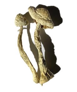 Moby Dick Magic Mushrooms online kaufen