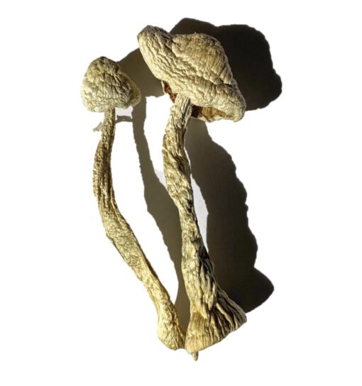 Moby Dick Magic Mushrooms online kaufen