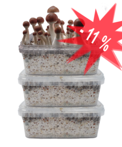 Drei Magic Mushroom Grow Kits Sonderangebot