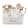 Fresh-Mushrooms®-Magic-Mushroom-Grow-Kit-Mexican-XP