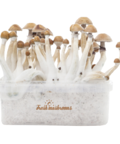 Fresh-Mushrooms®-Magic-Mushroom-Grow-Kit-Mexican-XP