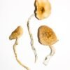 Golden Teacher Magic Mushrooms online kaufen