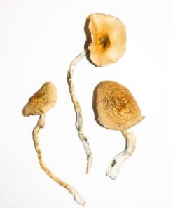 Golden Teacher Magic Mushrooms online kaufen