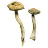 Jerry Garcia Magic Mushrooms online kaufen