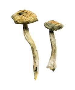 Jerry Garcia Magic Mushrooms online kaufen