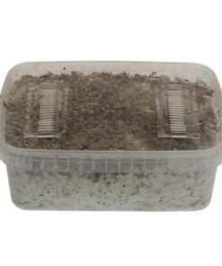 Aufstellen des GetMagic Mushroom Grow Kits