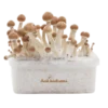 Magic Mushroom Grow Kit Amazon XP von FreshMushrooms®