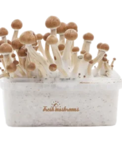 Magic Mushroom Grow Kit Amazon XP von FreshMushrooms®