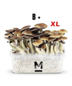 Magic Mushroom Grow Kit B+ XL von Mondo®