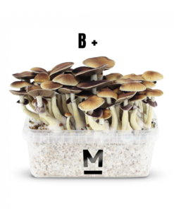 Magic Mushroom Grow Kit B+ von Mondo®