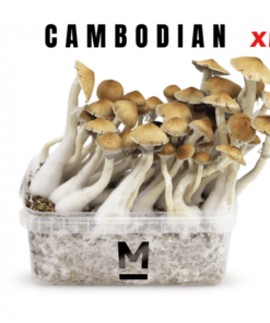 Magic Mushroom Grow Kit Cambodia XL von Mondo®