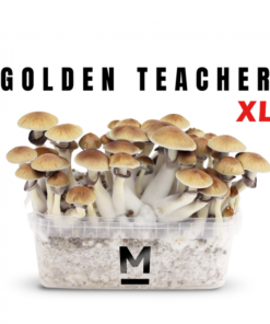 Magic Mushroom Grow Kit Golden Teacher XL von Mondo®