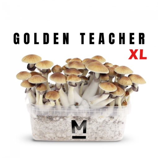 Magic Mushroom Grow Kit Golden Teacher XL von Mondo®