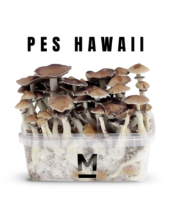 Magic Mushroom Grow Kit Hawaiian PES By Mondo®