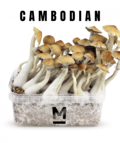 Magic Mushroom Grow Kit Kambodscha von Mondo®