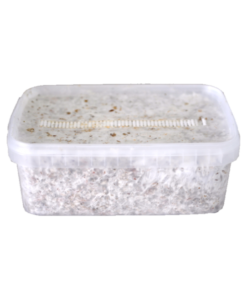 Magic Mushroom Grow Kit Kolumbien XP von FreshMushrooms®