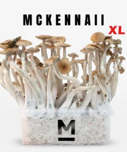 Magic Mushroom Grow Kit McKennaii XL von Mondo®