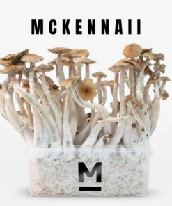 Magic Mushroom Grow Kit McKennaii von Mondo®