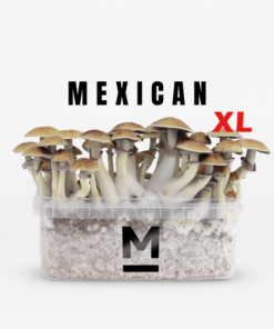 Magic Mushroom Grow Kit Mexican XL von Mondo®