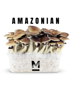 Magic Mushroom Grow Kit PES Amazon von Mondo®