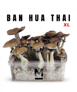 Magic Mushroom Grow Kit Thai von Mondo®