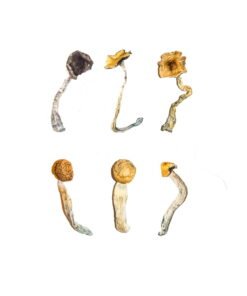 Magic Mushroom Sampler Kit