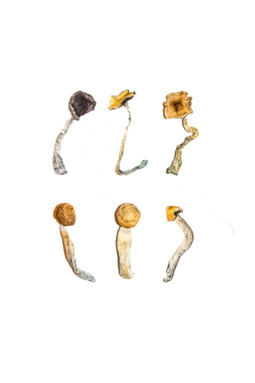 Magic Mushroom Sampler Kit