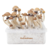 Magic mushroom grow kit McKennaii XP von FreshMushrooms®