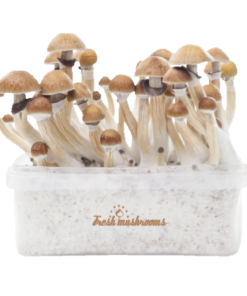 Magic mushroom grow kit McKennaii XP von FreshMushrooms®