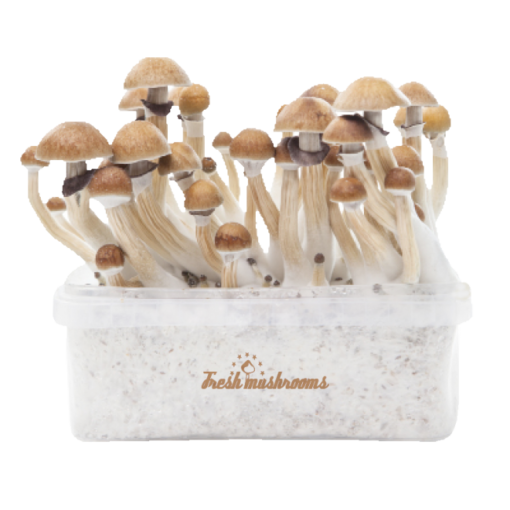 Magic mushroom grow kit McKennaii XP von FreshMushrooms®