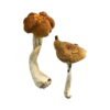 Malaysische Magic Mushrooms online kaufen