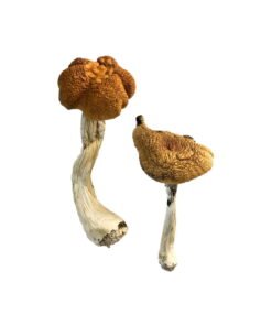 Malaysische Magic Mushrooms online kaufen