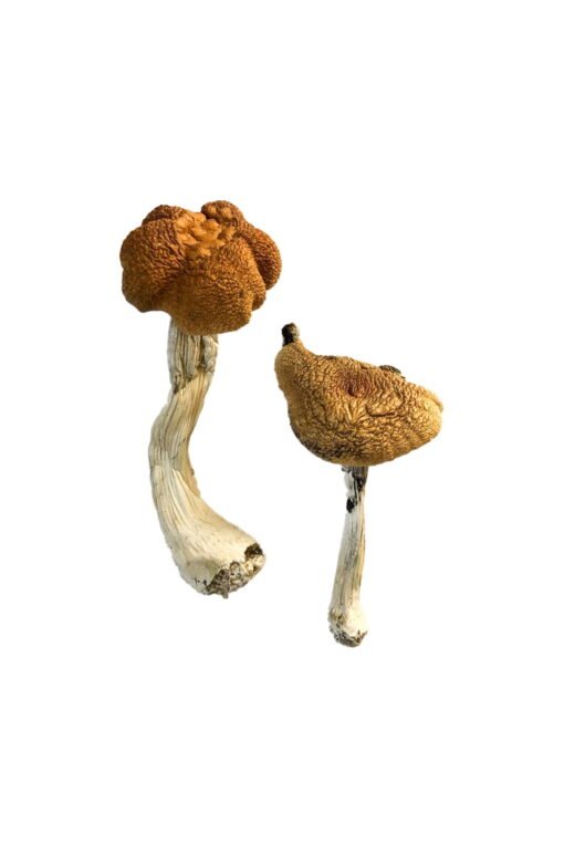 Malaysische Magic Mushrooms online kaufen