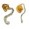 Panama Magic Mushrooms online kaufen