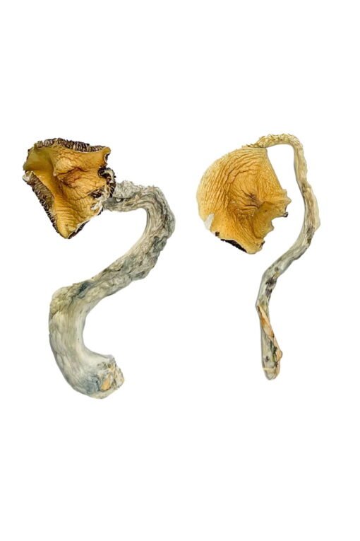 Panama Magic Mushrooms online kaufen