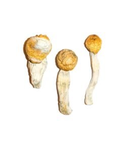 Penisneid Magic Mushrooms online kaufen