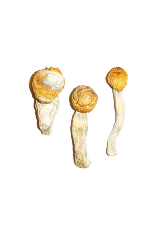 Penisneid Magic Mushrooms online kaufen