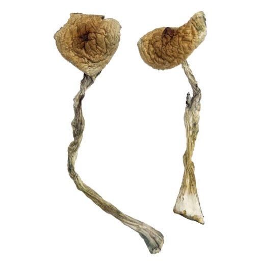 Quezon Magic Mushrooms online kaufen