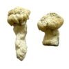 Shakti (Albino Malabar) Magic Mushrooms online kaufen